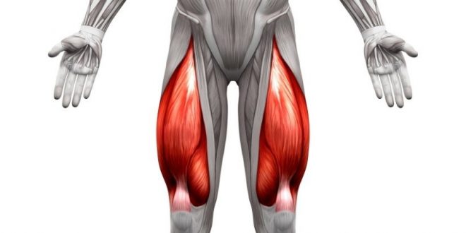 Quad muscles